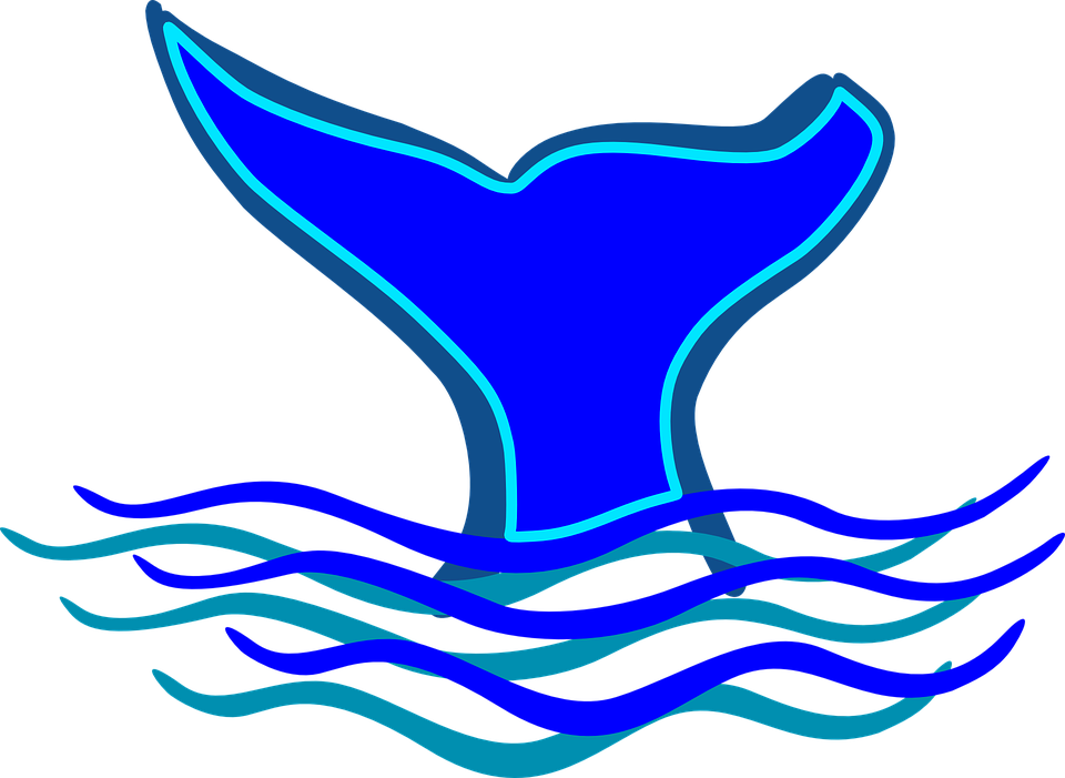 ballena aventuras