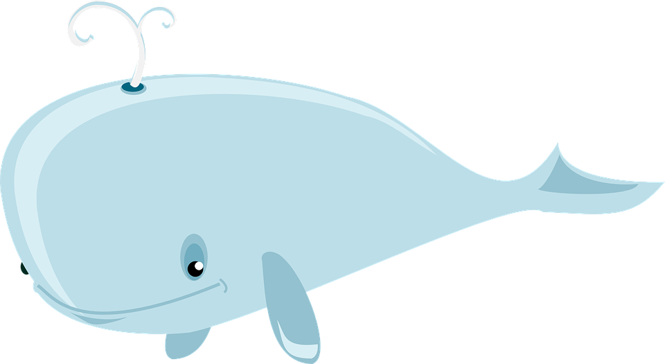 ballena aventuras